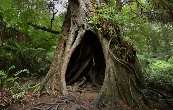 Tree, Australia, the hollow, National Park great Otway