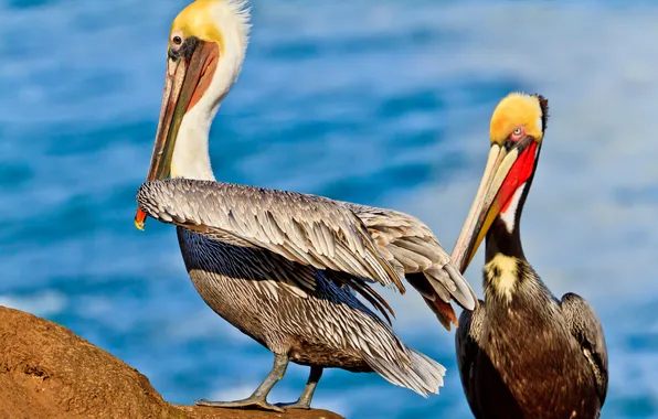Picture bird, feathers, beak, Pelican