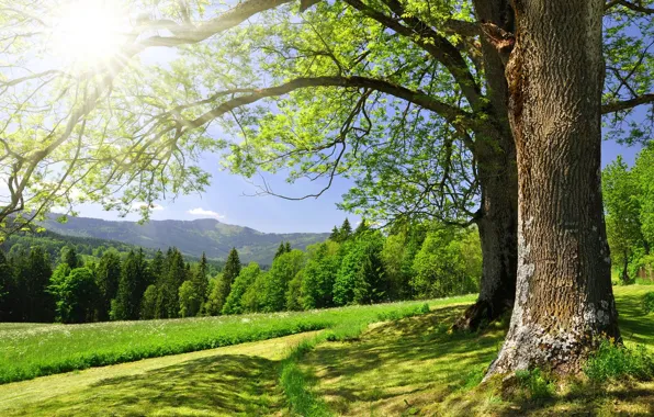 Forest, trees, landscape, beautiful, Beautiful landscape, country road