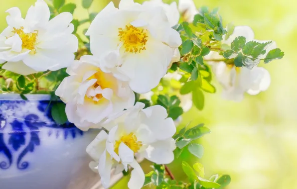Picture petals, briar, white rose