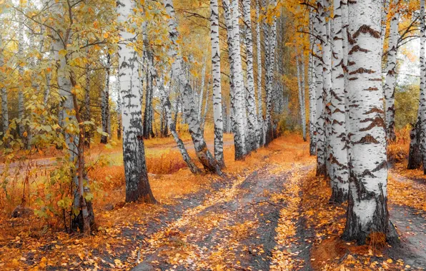 Picture road, autumn, forest, trees, branch, foliage, beauty, trunk
