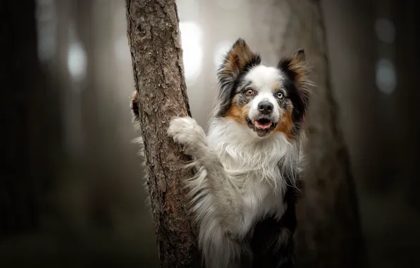 Picture look, tree, dog, paws, bokeh, The border collie