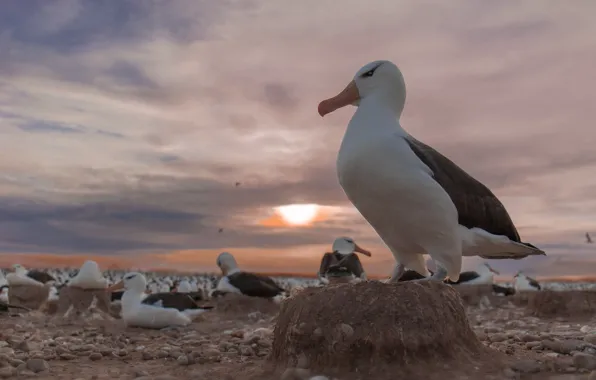 Picture sunset, birds, colony, Black-browed Albatross