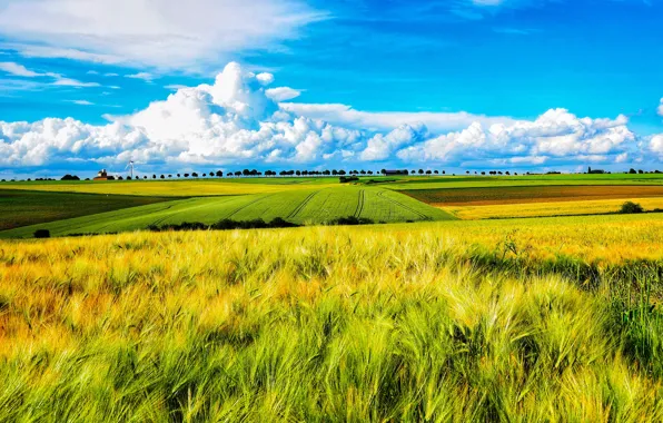 Field, summer, clouds, field, rye, dal, horizon, space