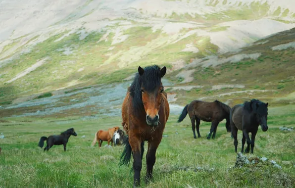 Field, grass, mountains, nature, pose, horse, horse, the slopes