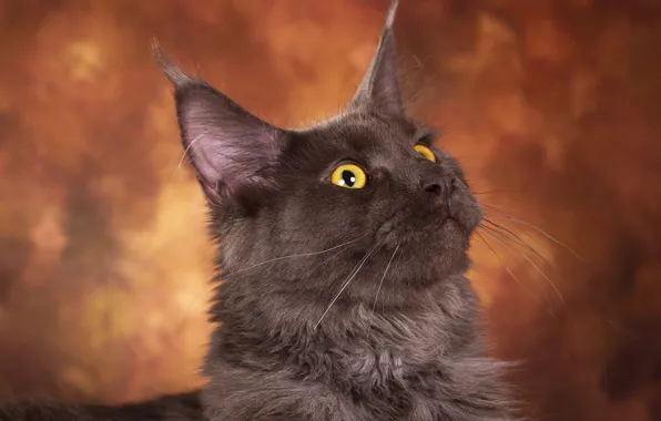 Cat, cat, look, pose, grey, background, portrait, muzzle