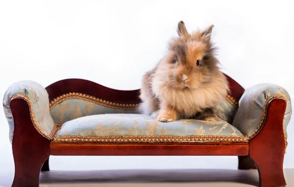 Picture fluffy, rabbit, the couch