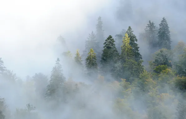Picture forest, trees, mountains, fog