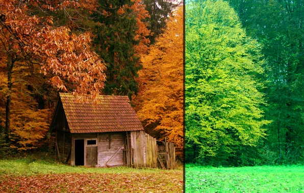 Autumn, Forest, Summer