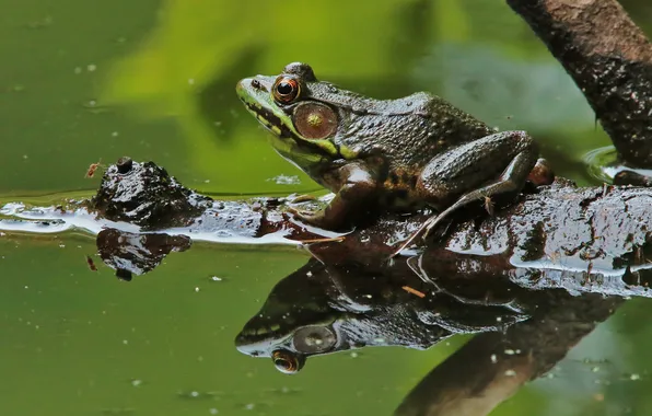 Water, pond, reflection, frog, log, green, pond, green background