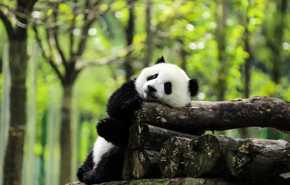 Forest, look, nature, bear, Panda, bear, face, logs