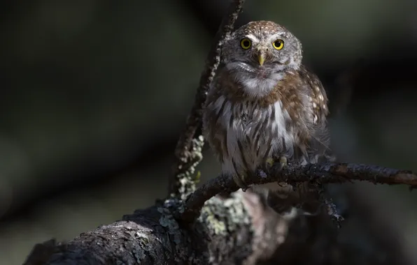 Picture look, branches, owl, bird, owl