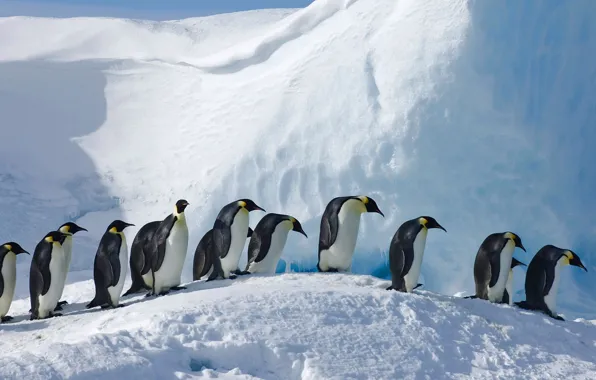 Picture birds, Antarctica, Emperor penguin, Snow Hill