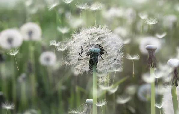 Flowers, dandelion, glade, fluff, dandelions, the parachutes, bokeh