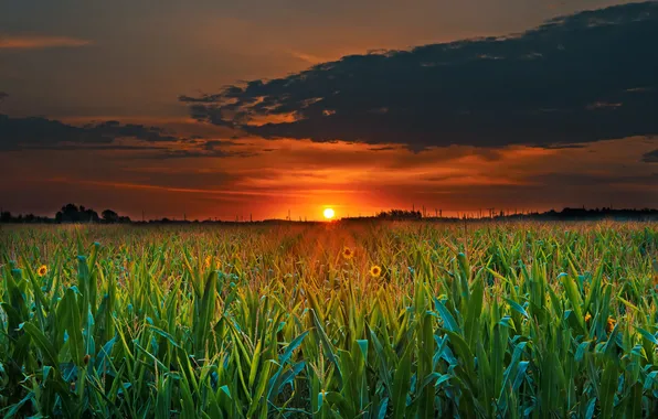 The sky, the sun, sunflowers, sunset, flowers, clouds, twilight, plantation