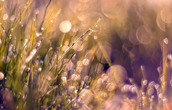 Grass, weeds, pink, dewdrop