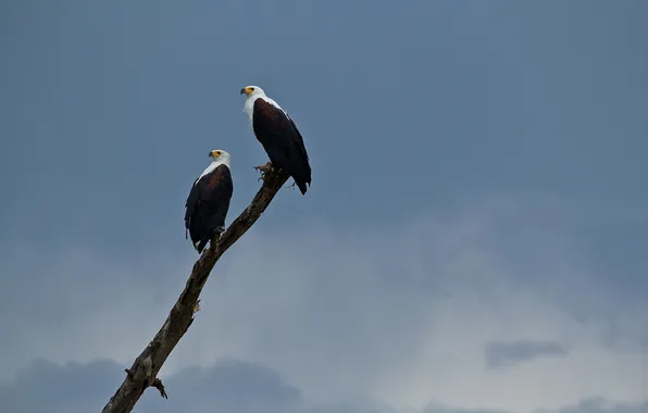 The sky, clouds, branch, rainy, White-screamer