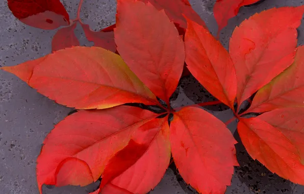 Autumn, leaves, water, the crimson
