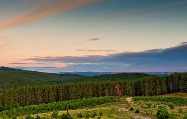 Mountain, pine, Bashkiria, Coat of arms, pine forest