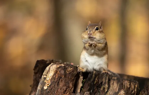 Background, stump, Chipmunk, bokeh, rodent