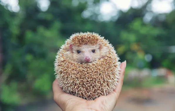 White, look, nature, hands, muzzle, hedgehog, hedgehog, bokeh
