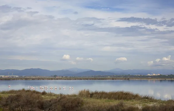 Mountains, birds, lake, Flamingo