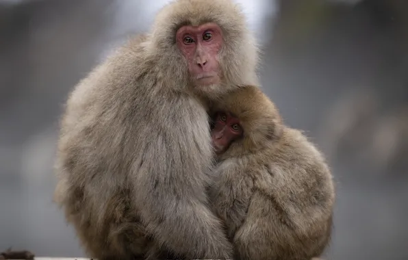 Winter, look, pose, heat, macaques, together, hugs, pair