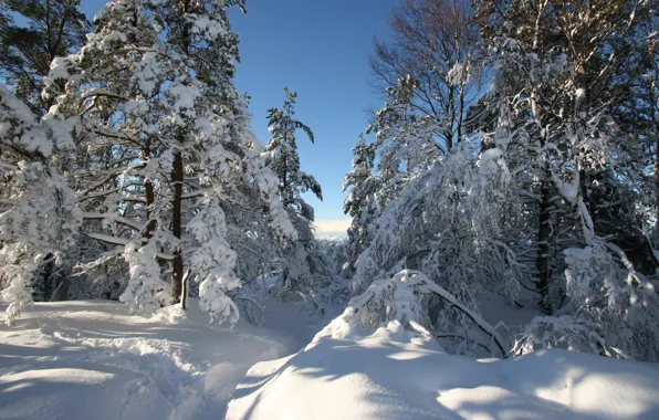 Picture winter, snow, trees, Norway, the snow, path, Hordaland