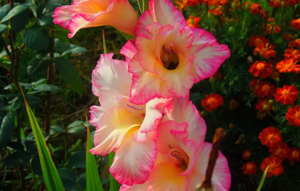 Bright, garden, flowerbed, gladiolus, pink-orange