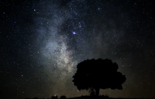 Space, stars, tree, the milky way