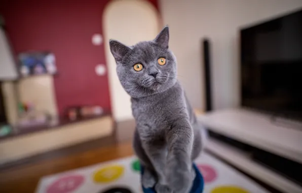 Cat, cat, look, pose, kitty, grey, room, face
