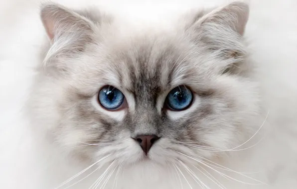 Cat, cat, look, portrait, blue eyes, face, light background, ragdoll