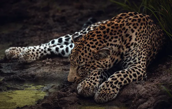 Pose, stay, paws, leopard, sleeping, lies