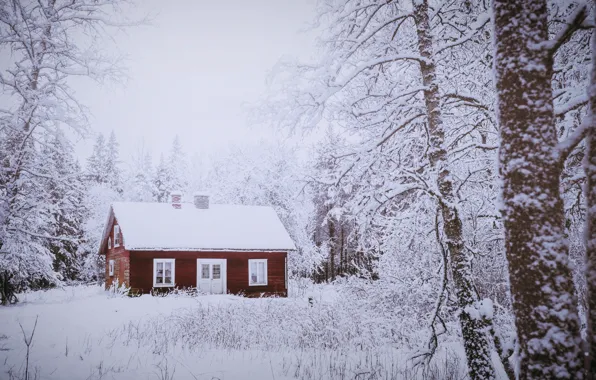 Picture winter, forest, house