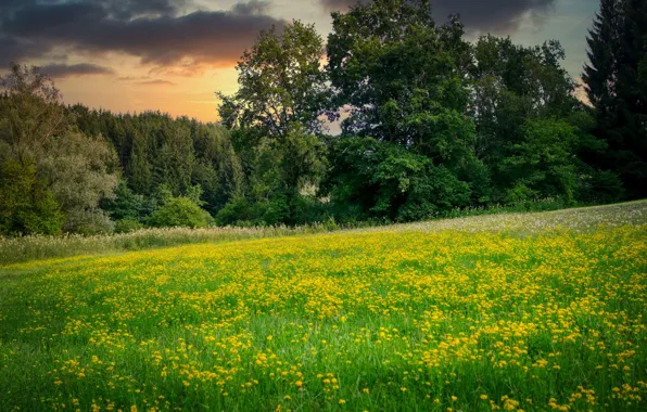 Picture forest, flowers, dandelion, meadow