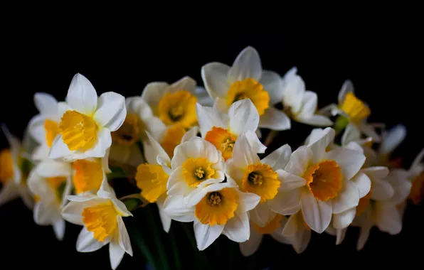 Picture flowers, background, black, daffodils