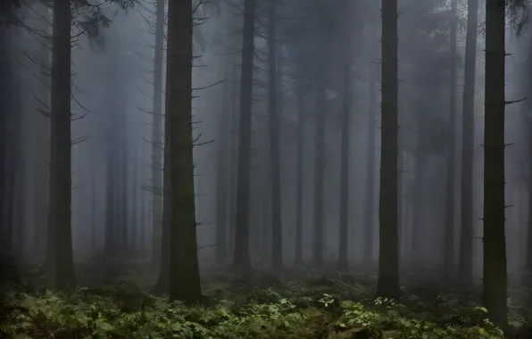 Forest, trees, nature, fog