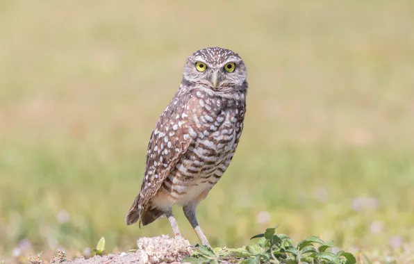 Picture look, bird, owl
