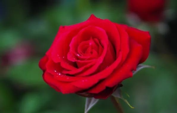 Drops, macro, background, rose, petals, Bud, red, scarlet