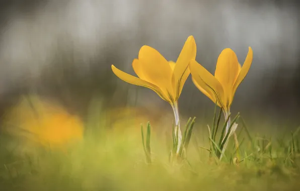 Flowers, blur, spring, yellow, crocuses, clearing, primroses, Krokus