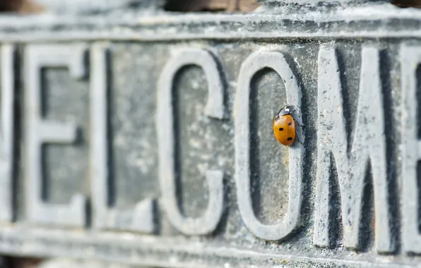 Picture macro, wall, the inscription, ladybug