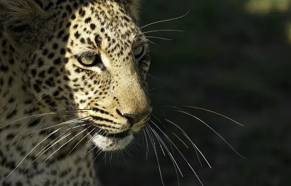 Picture mustache, face, predator, leopard, wild cat, © Ania Jones