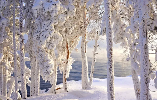 Picture frost, snow, frost, Siberia