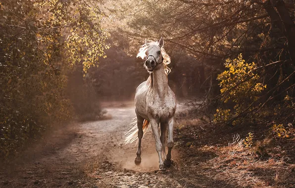 Picture road, forest, horse
