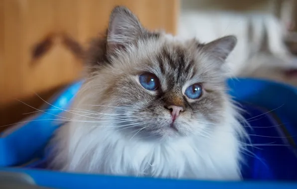 Cat, cat, look, pose, portrait, blue eyes, face, blue