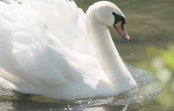 Bird, wings, Swan, pond