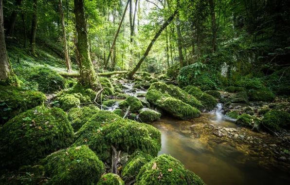 Picture greens, forest, water, stones, moss