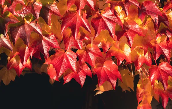 Autumn, leaves, light, branches, the dark background, foliage, bright, garden