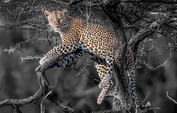 Picture face, predator, Jaguar