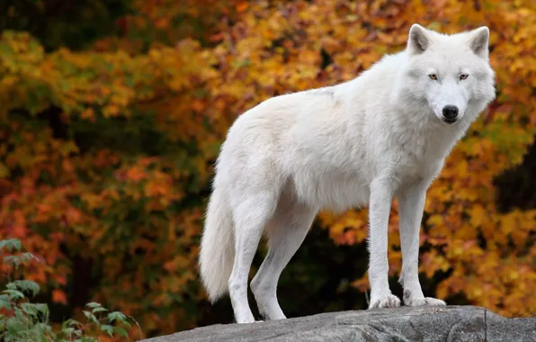 Predator, Arctic, polar wolf